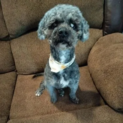 An adult small-sized male Black Poodle dog named Boosie for adoption in Harlem, GA