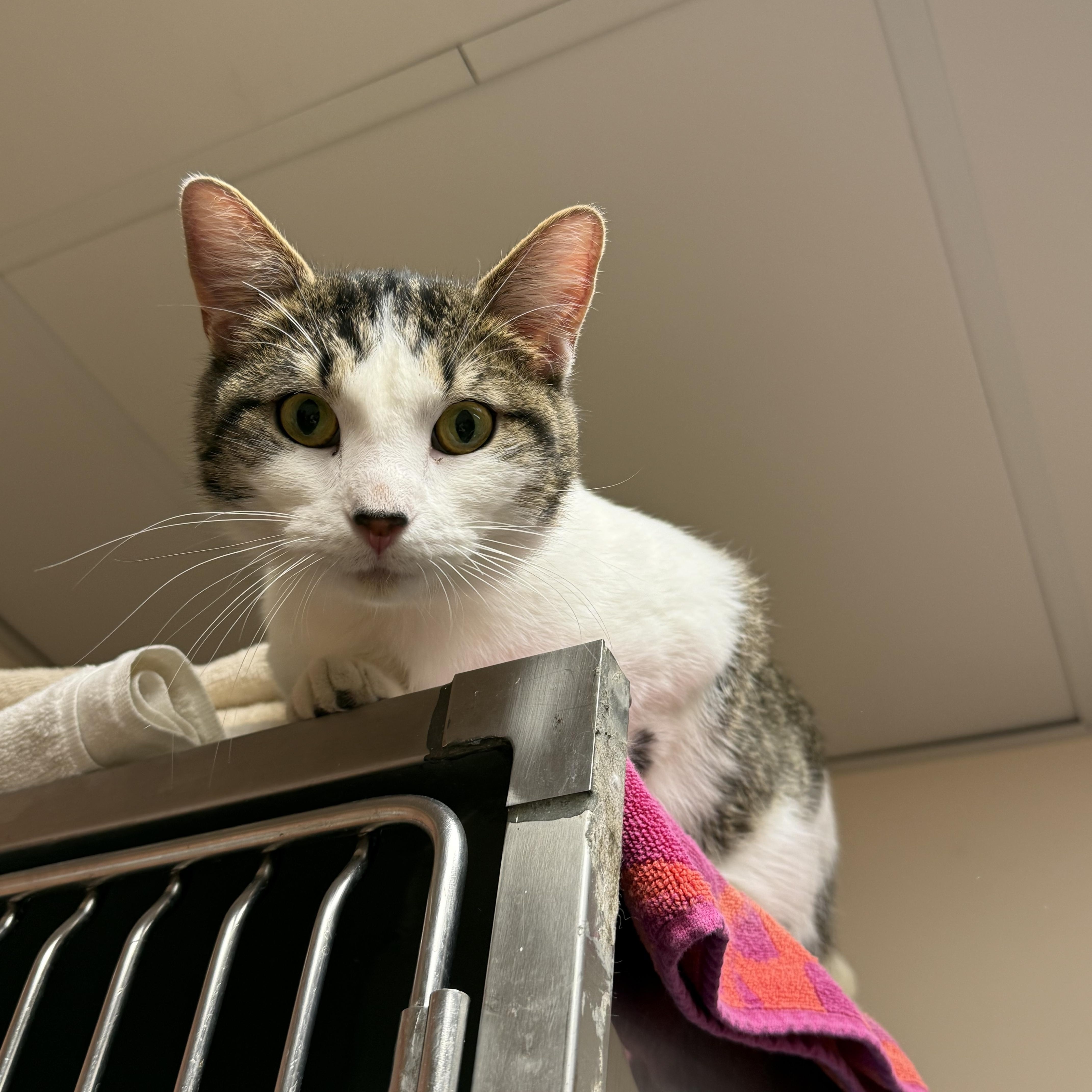 Lucky Charms thumbnail 2