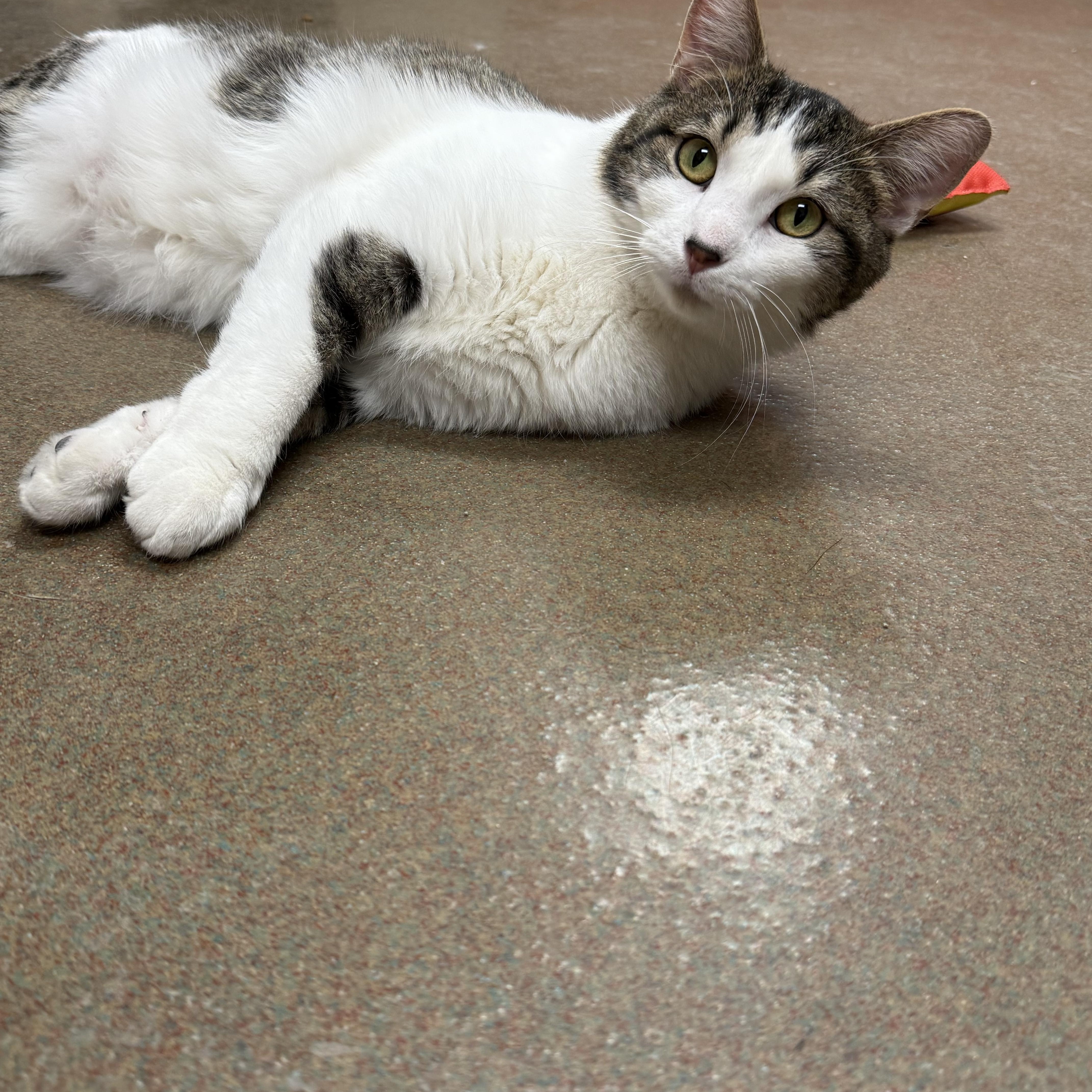 Lucky Charms thumbnail 3