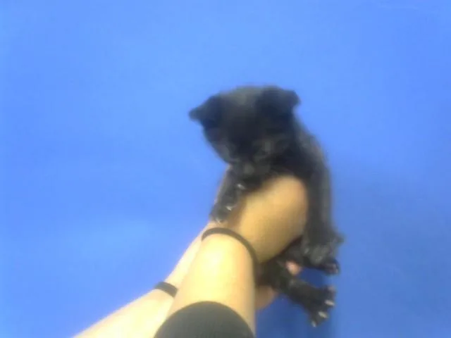 A baby small-sized male Domestic Short Hair cat named Frodo for adoption in Albuquerque, NM