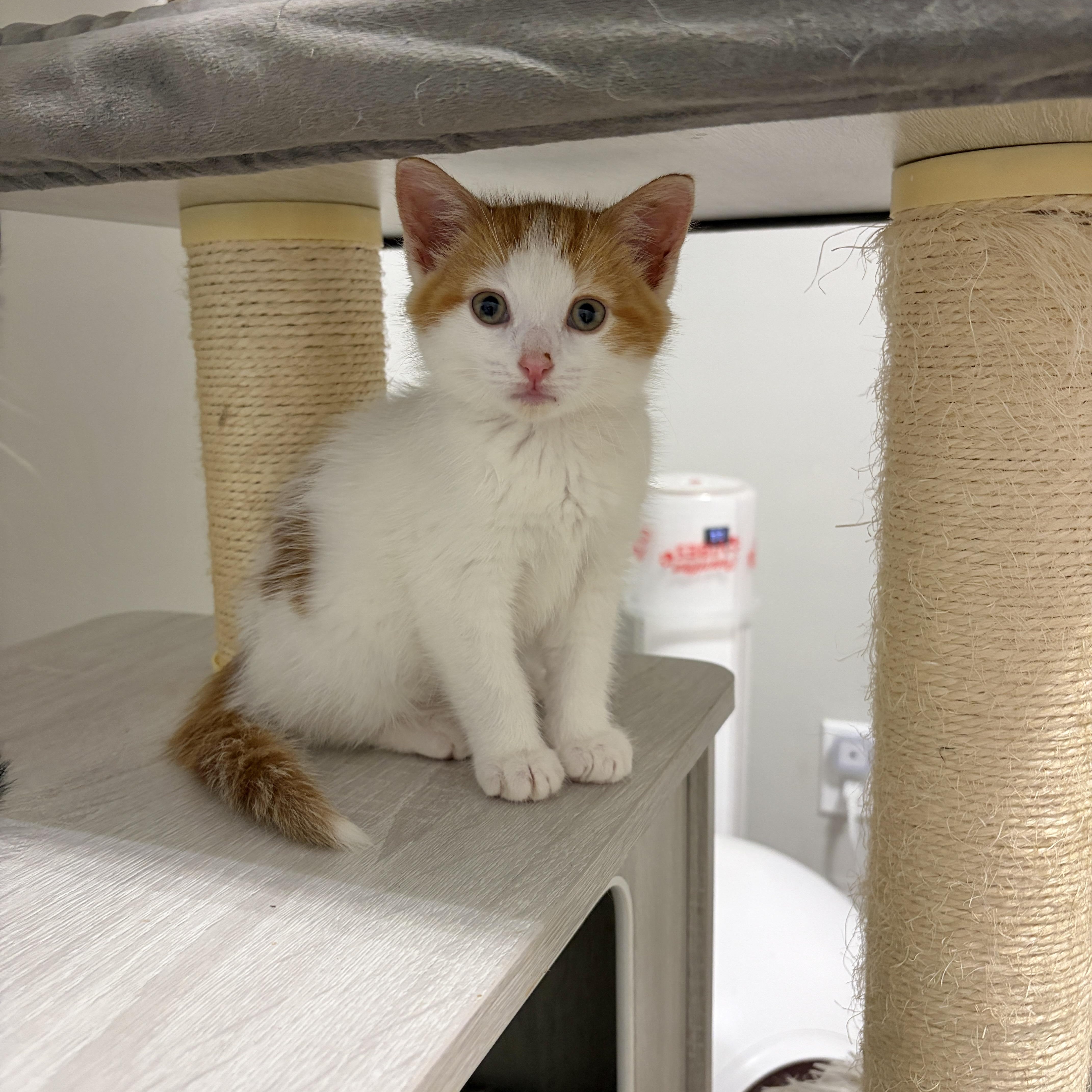 A baby medium-sized female Orange & White Domestic Short Hair cat named Mirabella for adoption in Moriches, NY