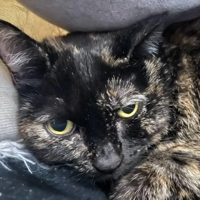An adult large-sized female Black Domestic Short Hair cat named Mama for adoption in Owosso, MI