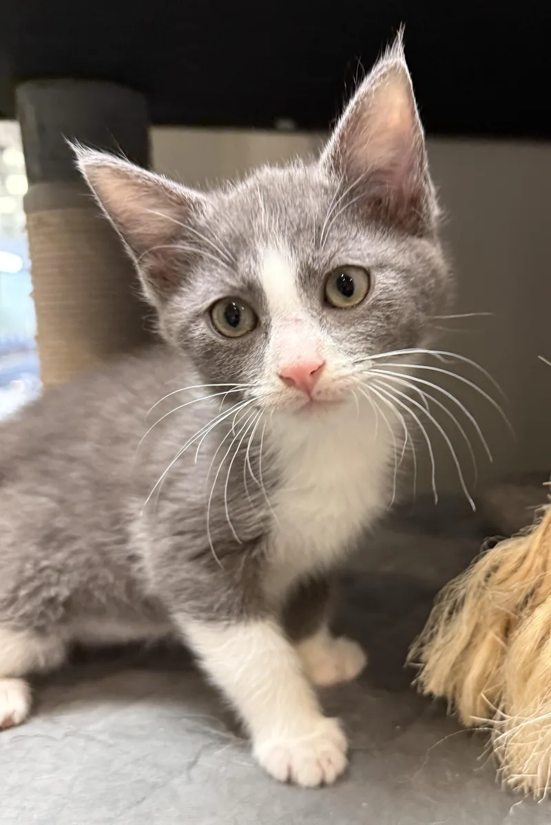 A baby medium-sized female Gray & White Domestic Short Hair cat named Tipper for adoption in South Elgin, IL