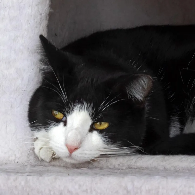 Checkers thumbnail 2