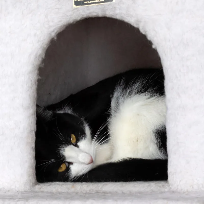 Checkers thumbnail 4