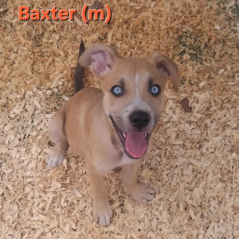 Baxter