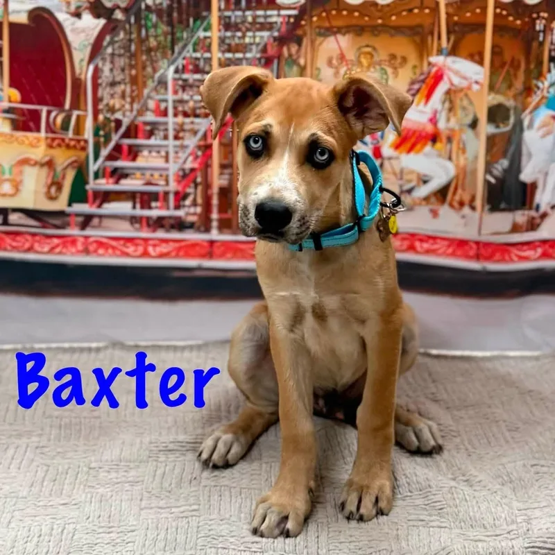 Baxter thumbnail 2