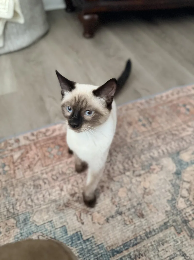 A young medium-sized female Siamese cat named Crouton for adoption in Columbus, OH