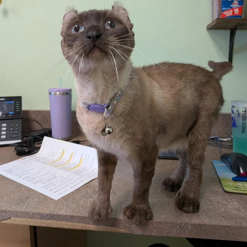 An adult medium-sized female White Domestic Short Hair cat named Bootsie for adoption in Toledo, OH