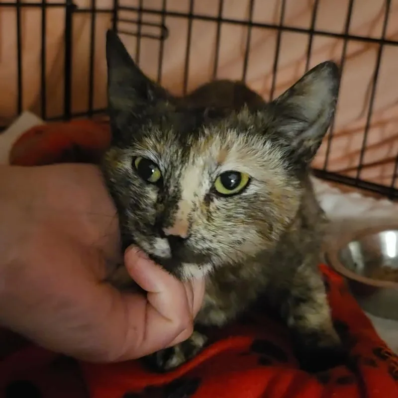 A baby small-sized female Tortoiseshell Domestic Short Hair cat named Leena for adoption in Reisterstown, MD