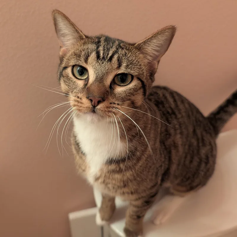 A baby medium-sized female Tabby (Brown / Chocolate) Domestic Short Hair cat named Amren for adoption in Springfield, OR