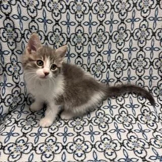 A baby small-sized female Domestic Short Hair cat named Elora for adoption in Janesville, WI