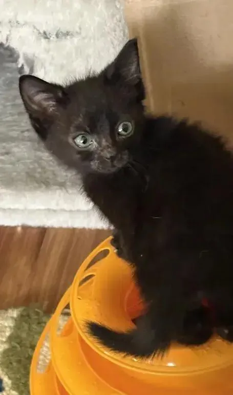 A baby small-sized male Black Domestic Short Hair cat named Fry for adoption in Grand Rapids, MI