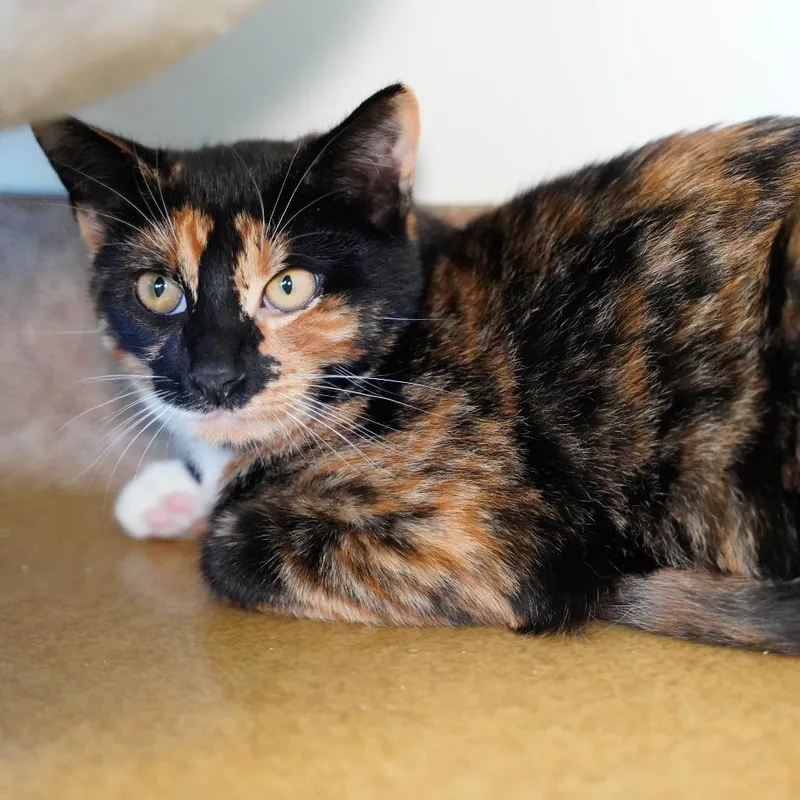 A baby small-sized female Domestic Medium Hair cat named Peach for adoption in Thomaston, ME