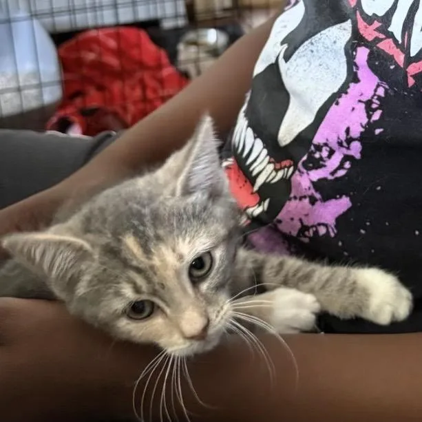 A baby small-sized female Gray / Blue / Silver Domestic Short Hair cat named Vester for adoption in Howard beach, NY