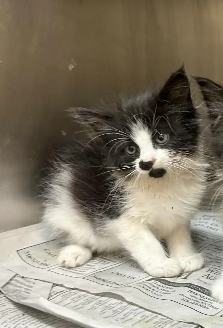 A baby medium-sized female Black & White / Tuxedo Domestic Medium Hair cat named Nena for adoption in Gainesville, VA