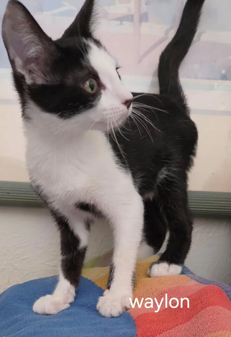 A baby medium-sized male Black & White / Tuxedo Domestic Short Hair cat named Waylon for adoption in Oviedo, FL