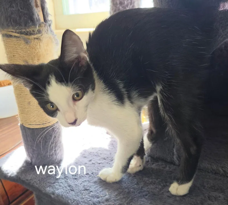 Waylon thumbnail 2