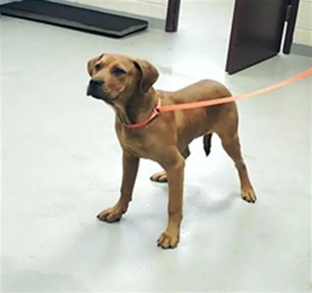 A young medium-sized male Labrador Retriever dog named Vander for adoption in Fayetteville, NC