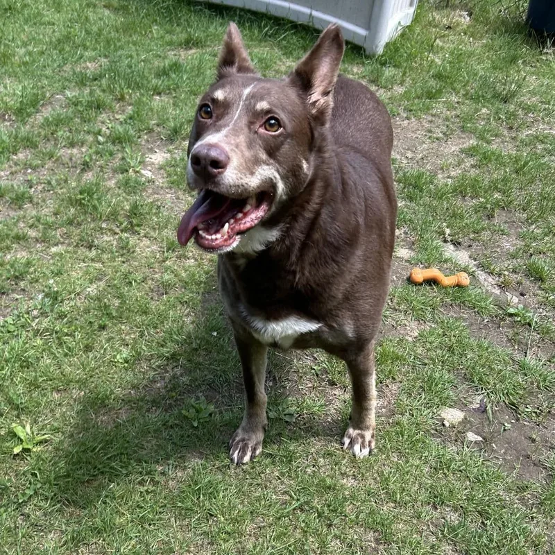 An adult large-sized male Red / Chestnut / Orange Cattle Dog dog named Deacon for adoption in Conway, NH