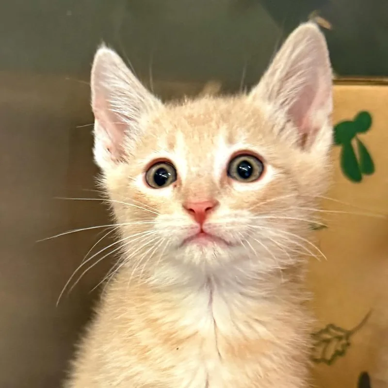 A baby small-sized male Buff / Tan / Fawn Domestic Short Hair cat named Snuggle for adoption in Palm Springs, CA