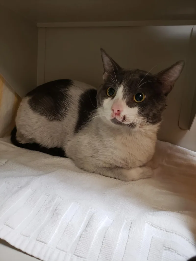 An adult large-sized male Domestic Short Hair cat named Smiley for adoption in Las Vegas, NV