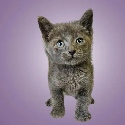 A baby small-sized male Brown / Chocolate Domestic Short Hair cat named Gar for adoption in Austin, TX