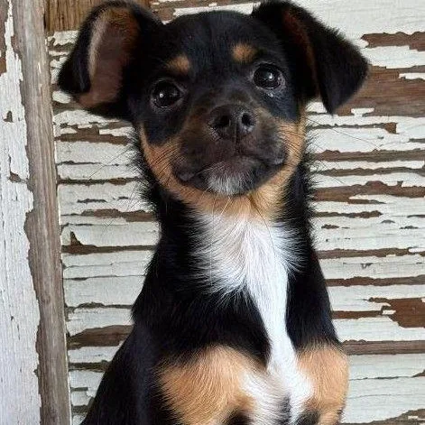 A young small-sized male Bicolor Yorkshire Terrier dog named Alain for adoption in Carrollton, TX