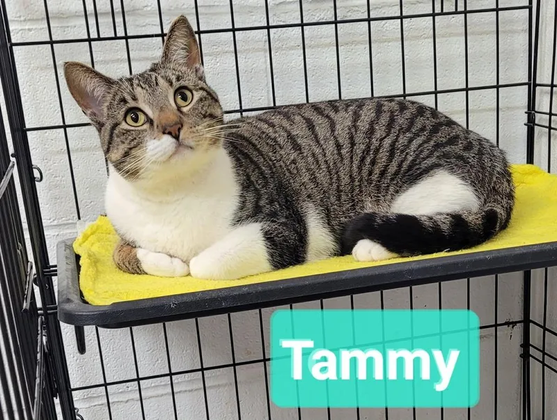 Tammy