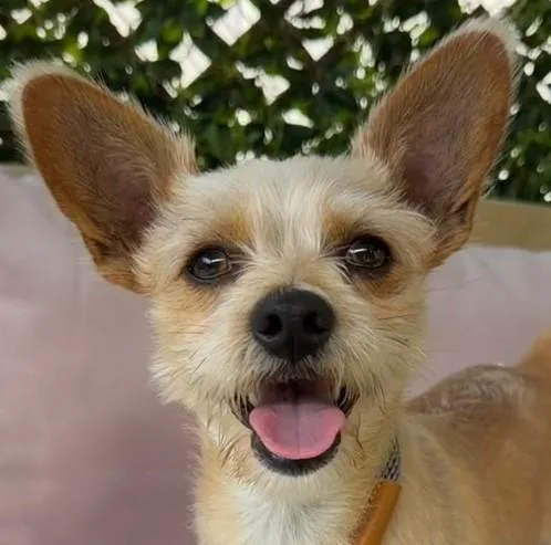 An adult small-sized male Yorkshire Terrier dog named Simba for adoption in Woodland, CA