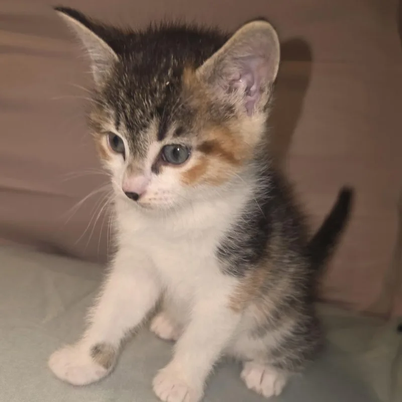 Mimeow