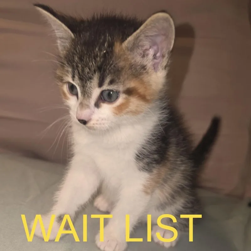 Mimeow thumbnail 2