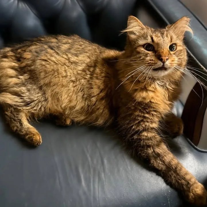 An adult medium-sized male Tabby (Brown / Chocolate) Domestic Long Hair cat named Raja for adoption in Roanoke, VA