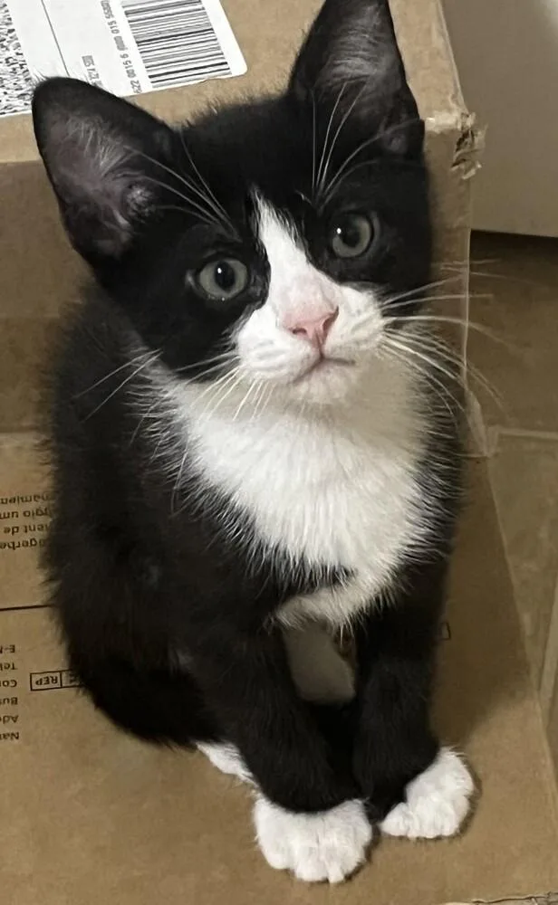 A baby medium-sized male Domestic Short Hair cat named Dazzle for adoption in Lafayette, CO