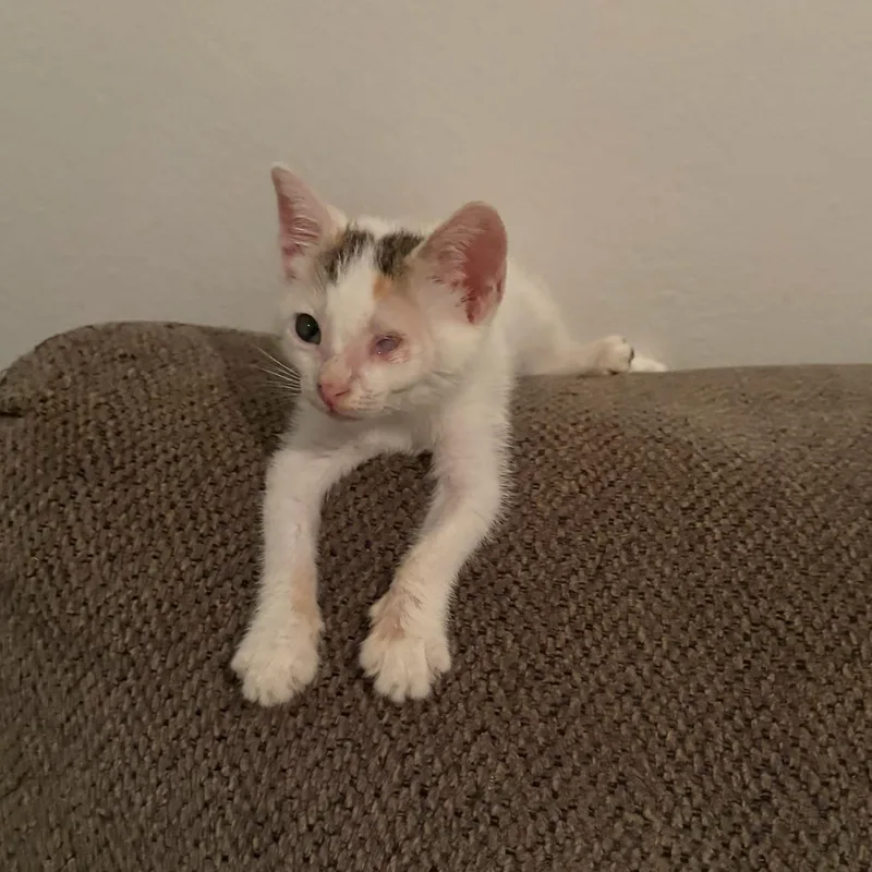 A baby small-sized female Domestic Short Hair cat named Fifi for adoption in Aibonito, PR