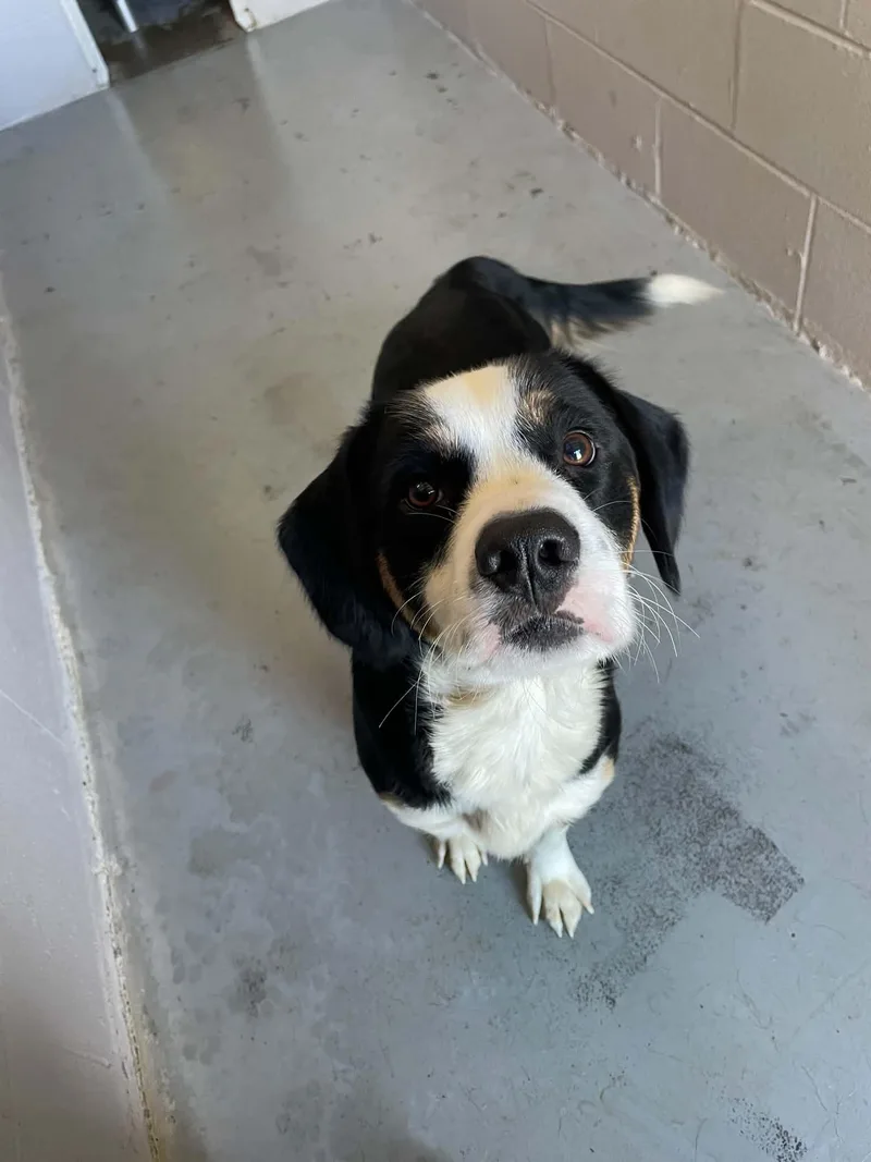 An adult medium-sized male Mixed Breed dog named Aang for adoption in Bishopville, SC