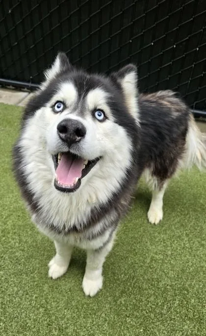 An adult large-sized male Siberian Husky dog named Theodore for adoption in Bellevue, WA
