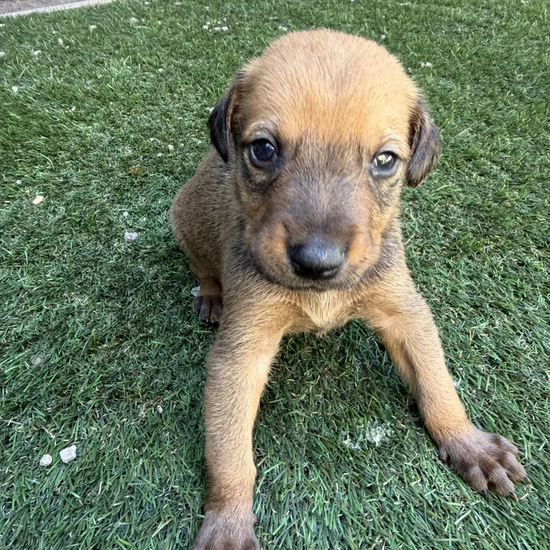A baby medium-sized male Golden German Shepherd Dog dog named Waffle for adoption in Santa Monica, CA