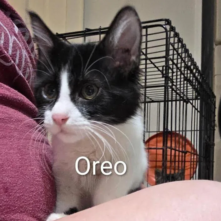 Oreo