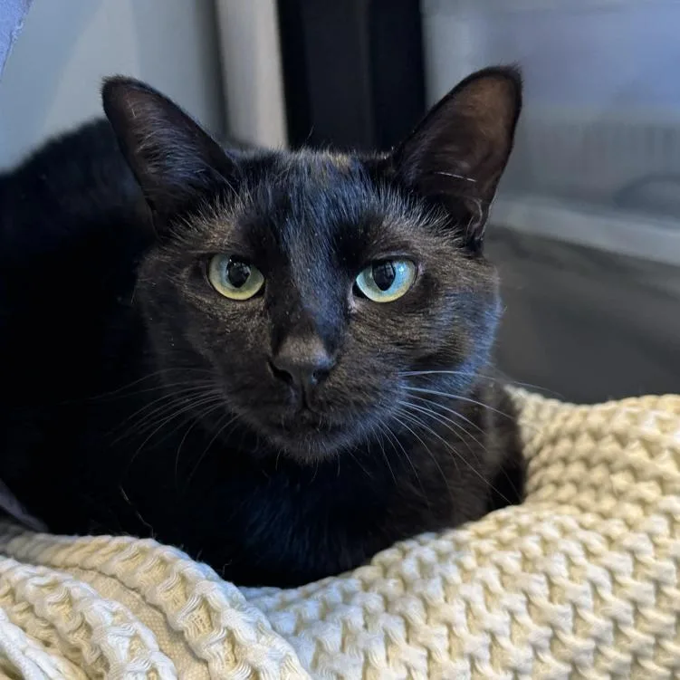 An adult extra large-sized female Black Domestic Short Hair cat named Yanis Yoplin for adoption in Austin, TX