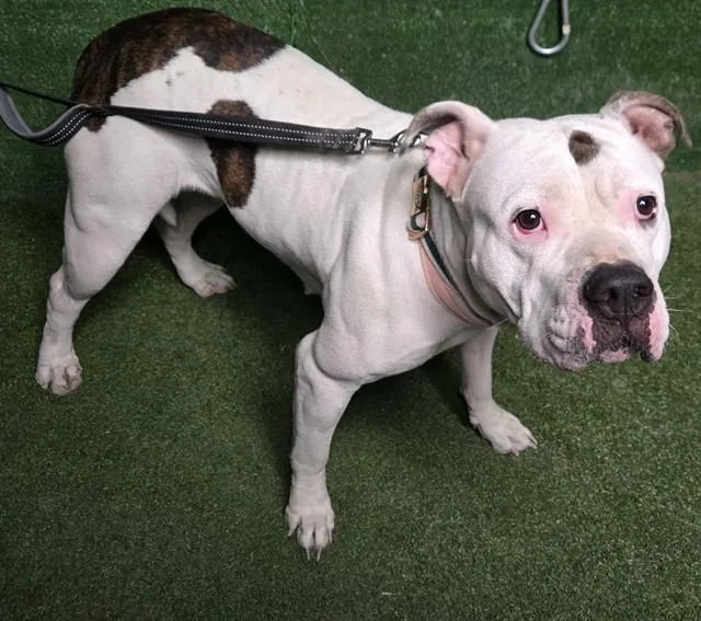 An adult large-sized female Pit Bull Terrier dog named Serenity for adoption in Lancaster, CA