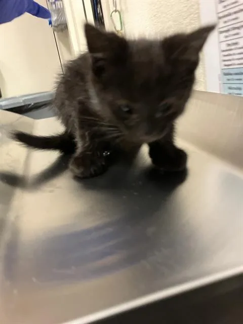 A baby small-sized male Domestic Short Hair cat named Wickersham for adoption in Long Beach, CA