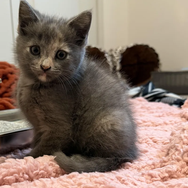 A baby medium-sized female Domestic Short Hair cat named Silver for adoption in Victor, NY