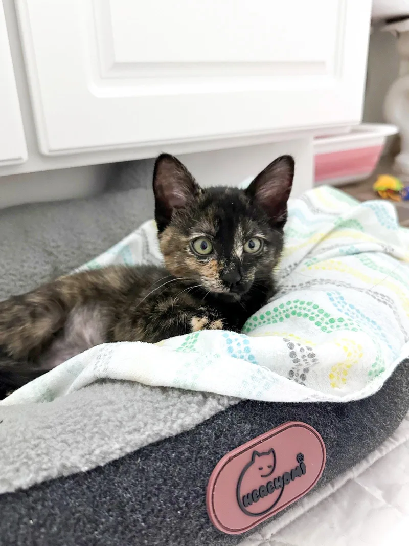 A young medium-sized female Domestic Short Hair cat named Mimsy for adoption in Aurora, CO