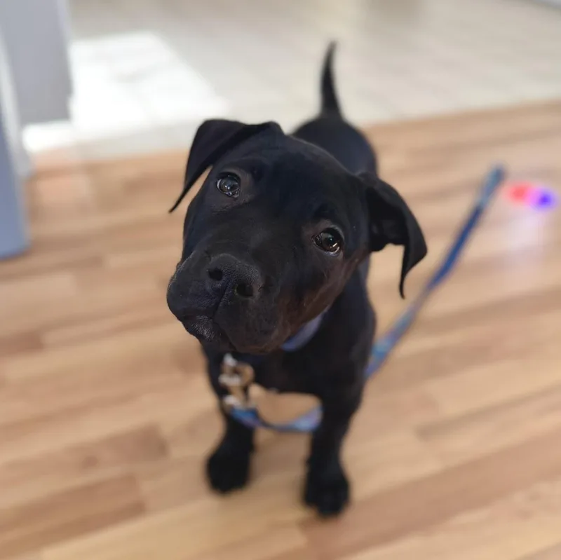 A baby medium-sized male Pit Bull Terrier dog named Isaac for adoption in Pembroke, MA