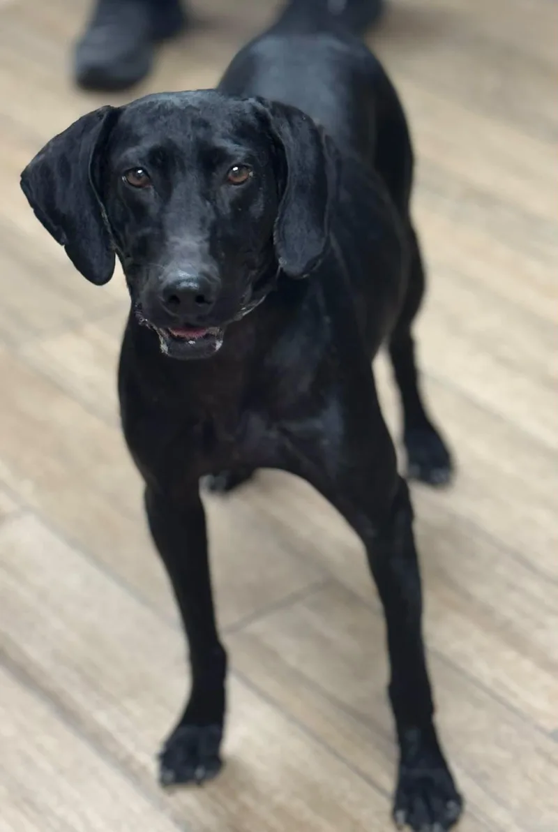 A young medium-sized female Labrador Retriever dog named Tori for adoption in Rowlett, TX