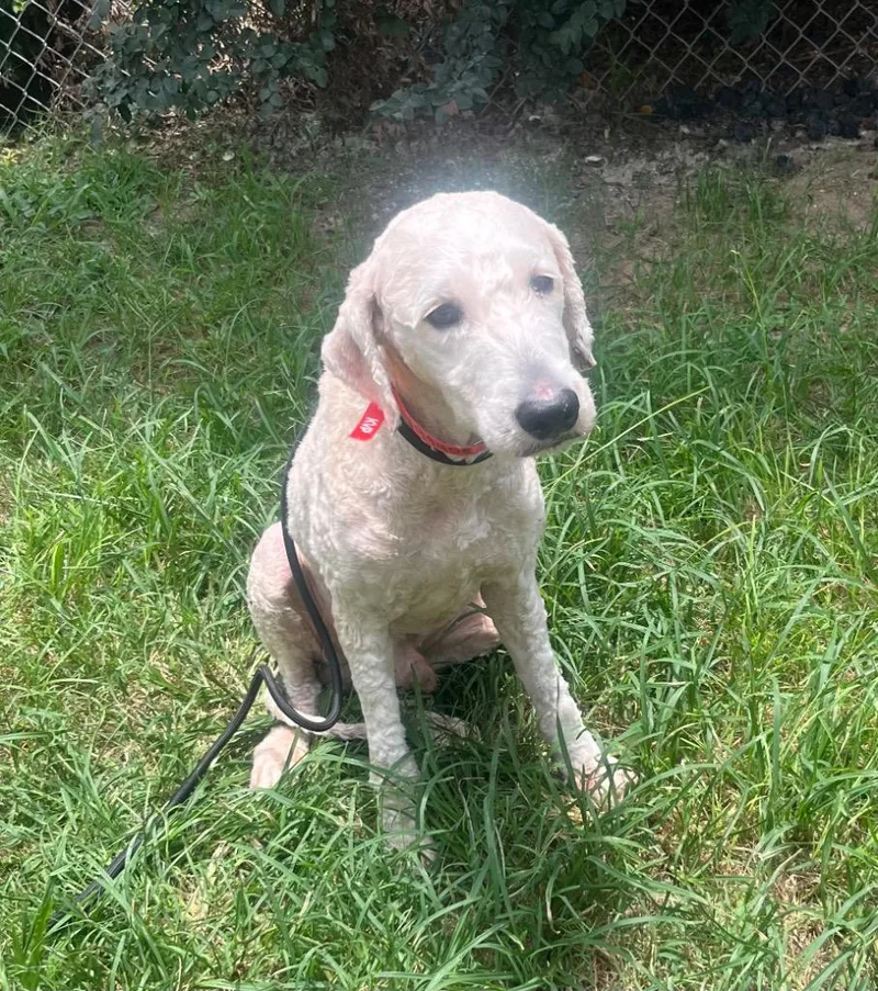 Archie