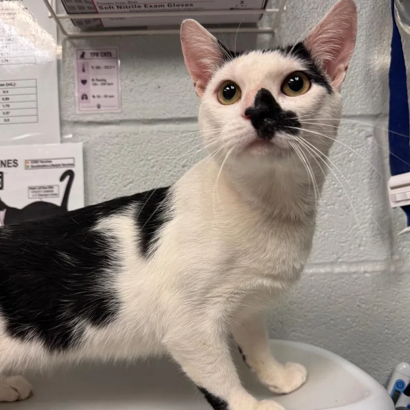 An adult medium-sized male White Domestic Short Hair cat named Smudge for adoption in Birdsboro, PA