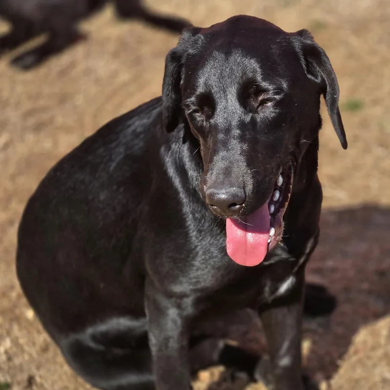 Daisy Mae thumbnail 2