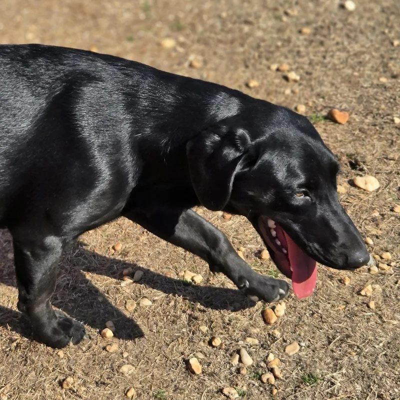 Daisy Mae thumbnail 3